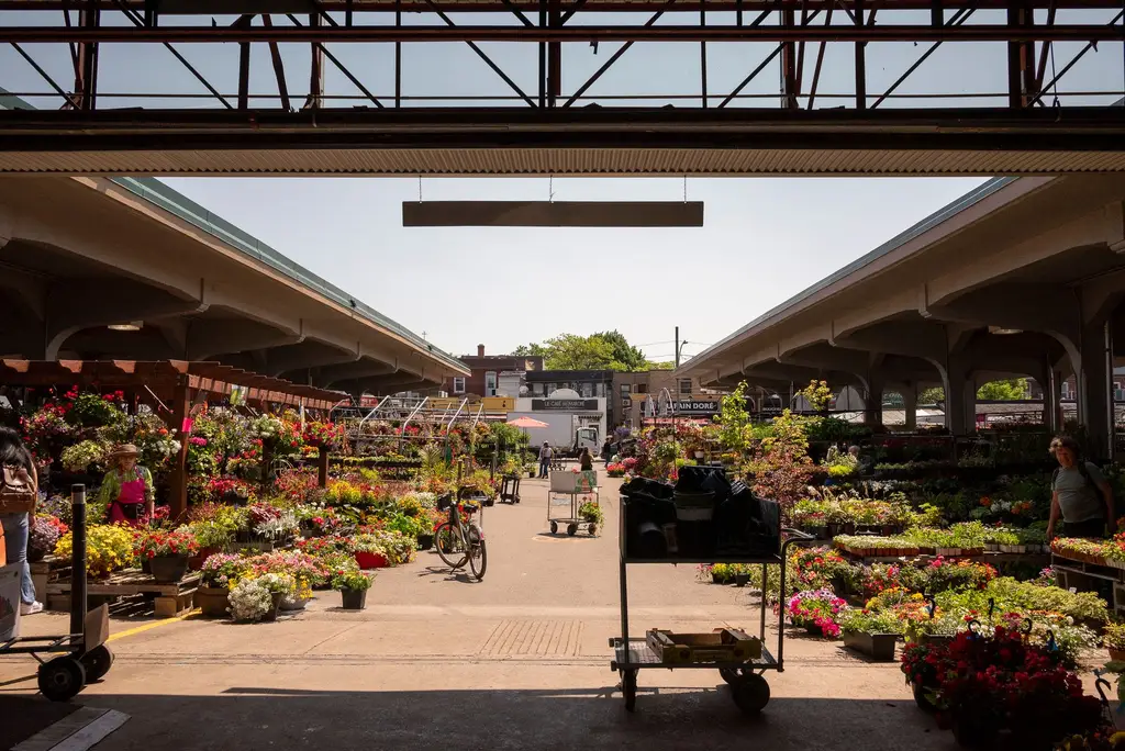 Explore a colorful flower market in Montreal, bustling with shoppers under a clear sky.