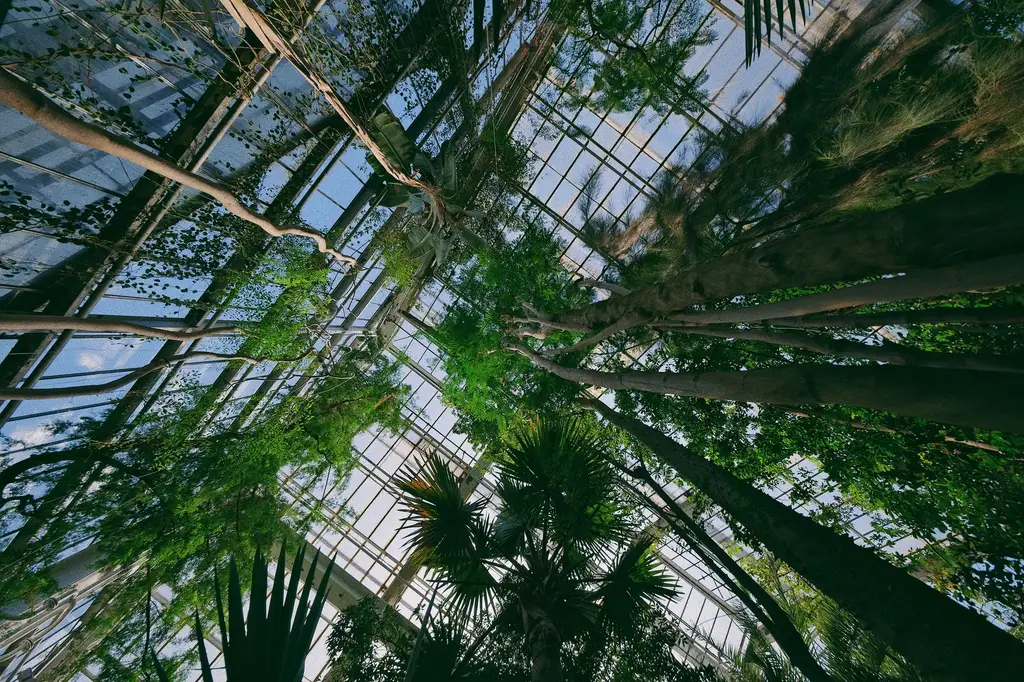 A vibrant view of tall trees and lush foliage inside a glass greenhouse, creating a serene botanical atmosphere.