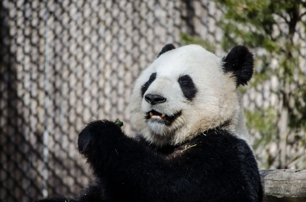 Adorable giant panda at Toronto Zoo enjoying a snack, showcasing its playful nature and unique features.
