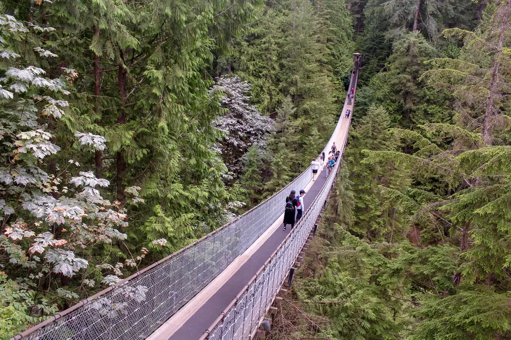 Tourists enjoy walking across the scenic Capilano Suspension Bridge amidst lush greenery in British Columbia.