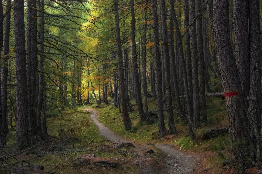 trail, trees, forest, path, woods, larch, autumn, landscape, nature, forest path, forest trail, nature path, nature trail, woodlands, undergrowth, trail, forest, forest, forest, forest, forest, path, forest path