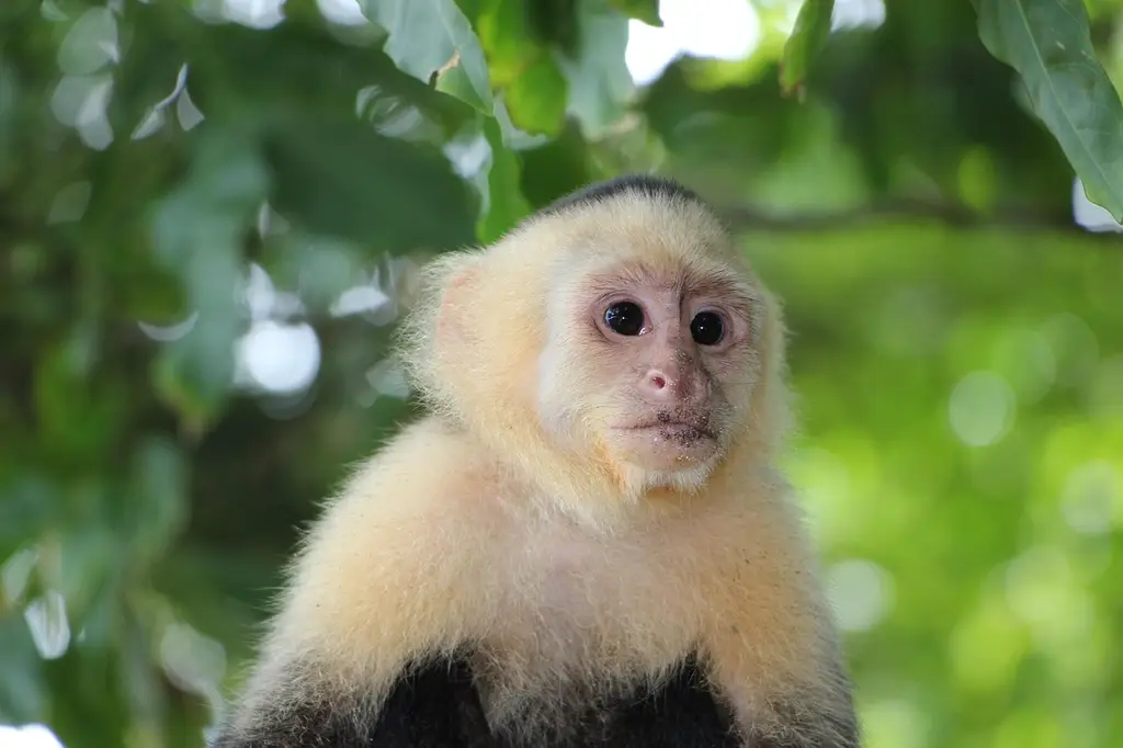 capuchin monkey, äffchen, ape, costa rica, antonio manuel, national park, mr nilsson, capuchin monkey, capuchin monkey, capuchin monkey, capuchin monkey, capuchin monkey, costa rica, costa rica, costa rica, costa rica, costa rica