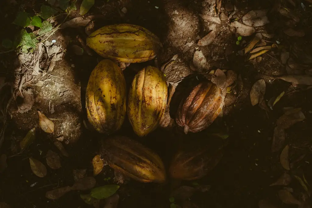 Close-up of cacao pods lying on the forest floor with dappled sunlight and shadows.