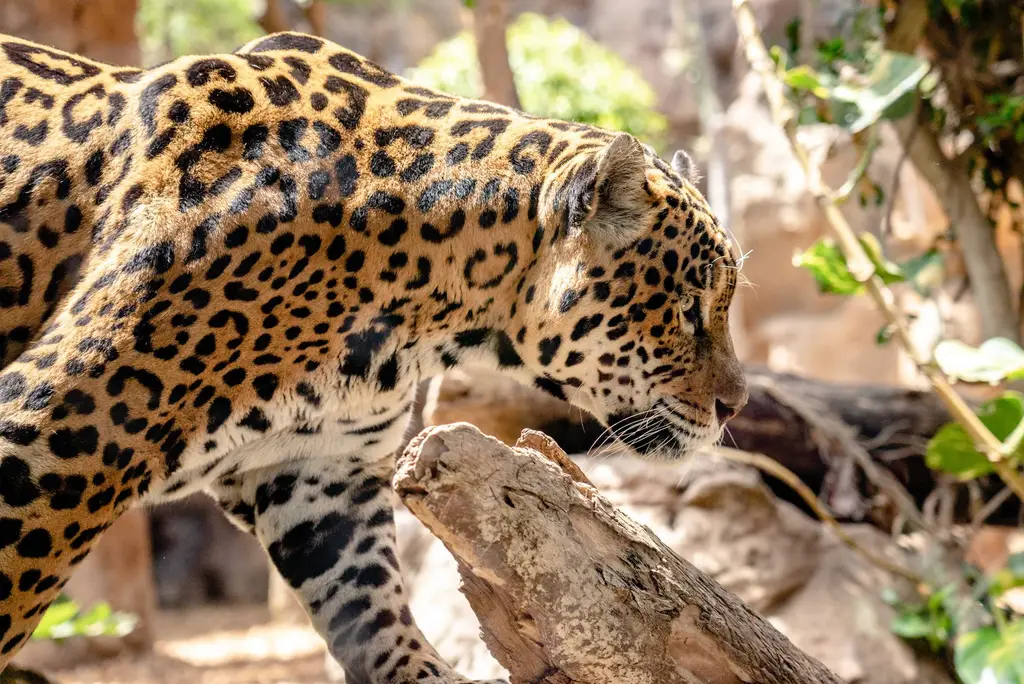 A striking close-up of a jaguar prowling in a sunlit natural setting, showcasing its beautiful spotted coat.