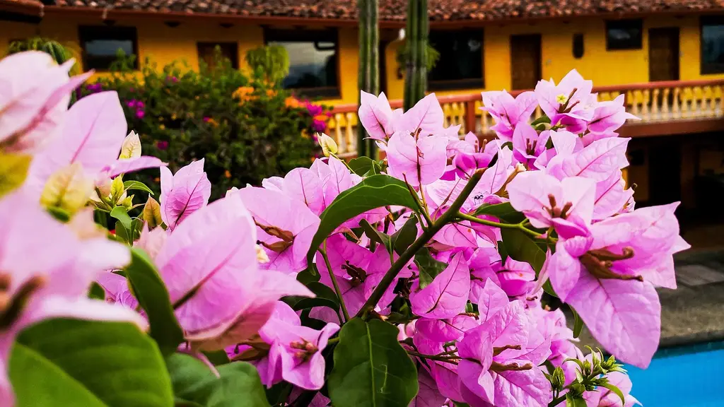 flowers, colonial, garden, yard, colony, outdoors, flower wallpaper, flower background, architecture, colorful, spring, blossom, beautiful flowers, floral, bloom, costa rica, nature, san jose, santa ana