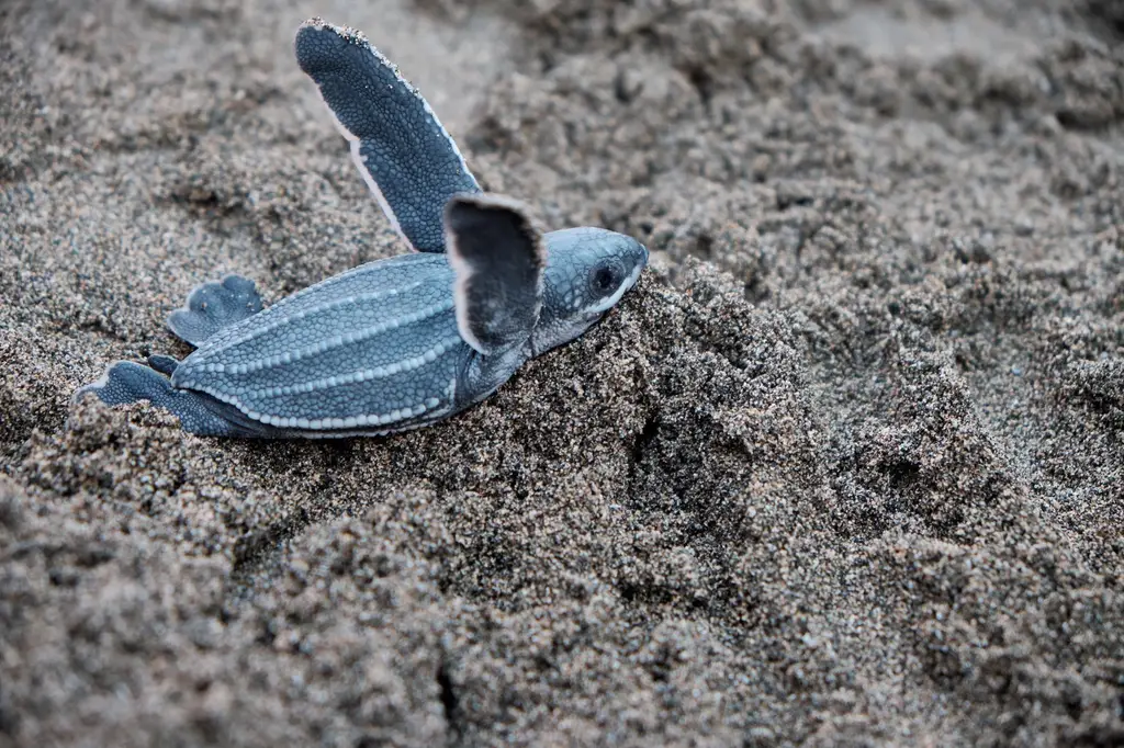 A baby leatherback turtle making its way across the sand towards the ocean in Puerto Rico.