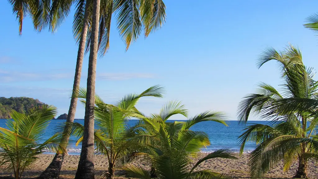 beach, playa carrillo, costa rica, nature, palm tree