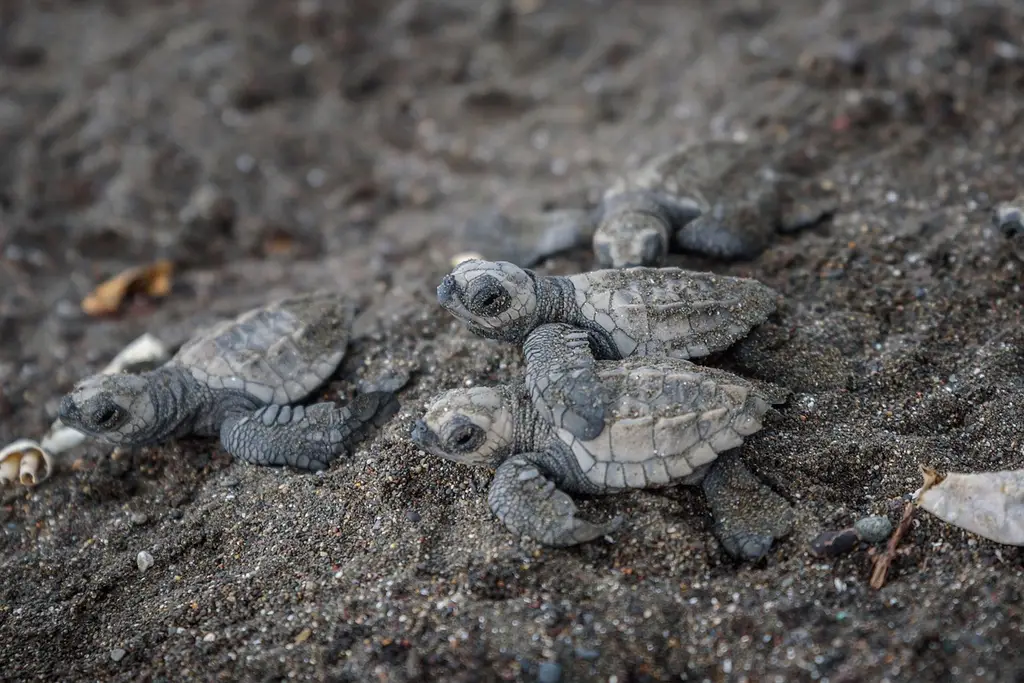 turtle, hatching, wildlife, costa rica, nature, costa rica, costa rica, costa rica, costa rica, costa rica