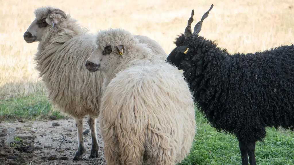 hortobágy, hungary, lowlands, sheep, lamb