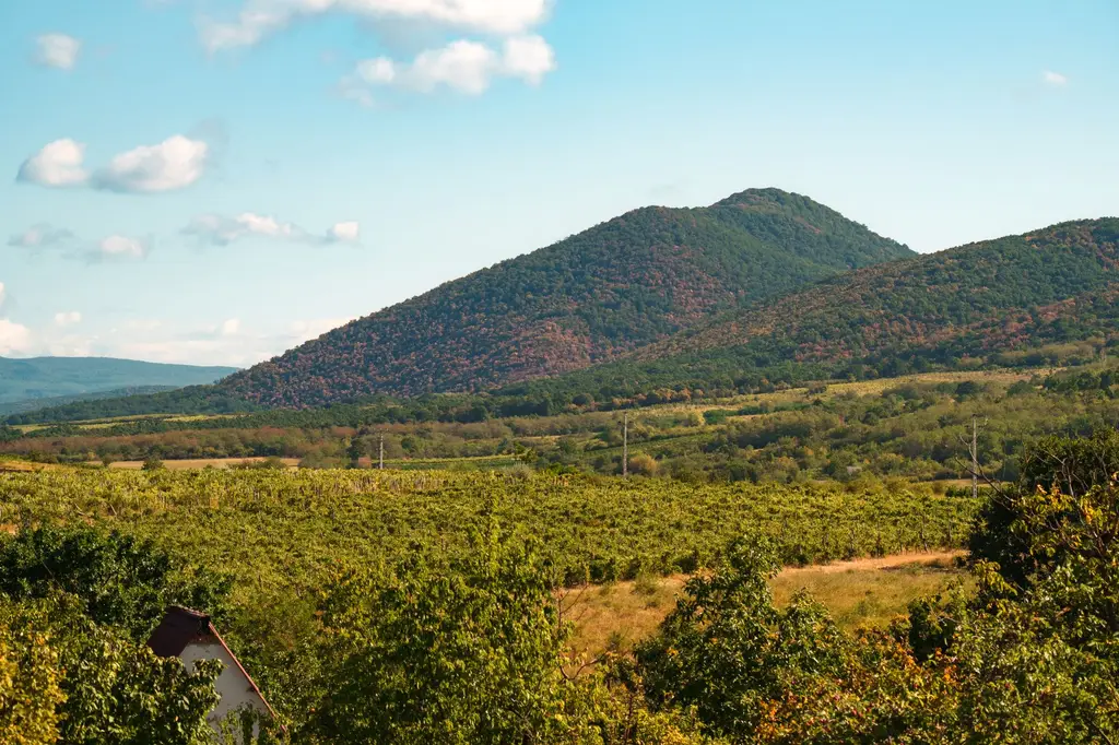 Explore the beautiful vineyard landscape in Eger, Hungary, showcasing lush greenery and rolling hills.