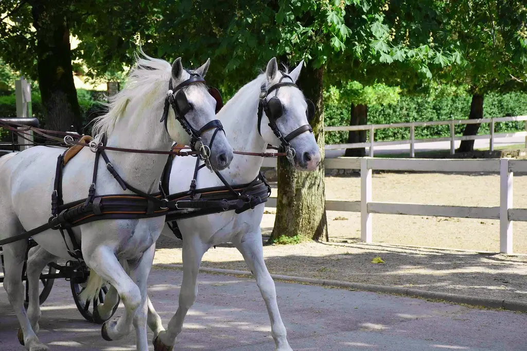 lipizzaner, horses, equestrian, noble, rides, equine