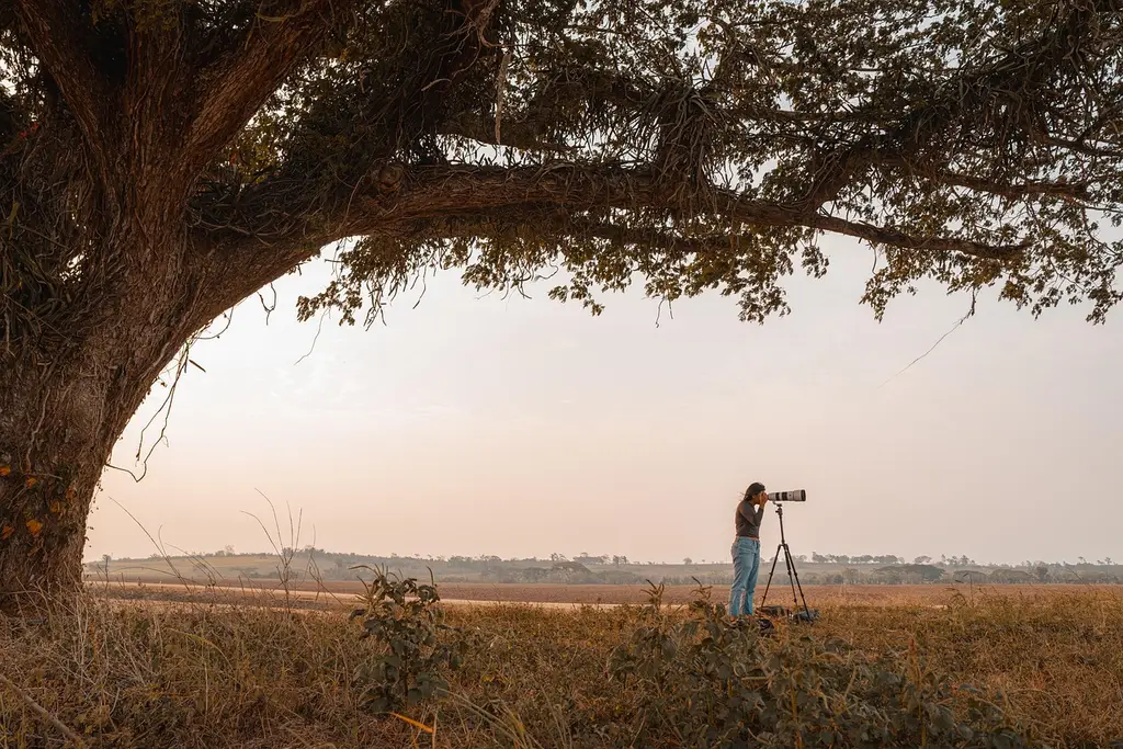 tree, nature, photographer, lens, female, lookout, landscape