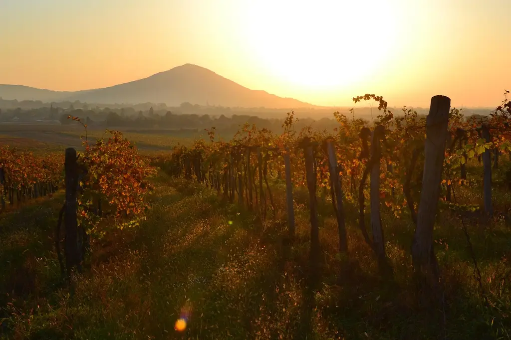 dawn, szársomlyó, baranya, grape, mountain, red, orange, nature, landscape, wine region, villány mountains, vineyard, mood, in the morning