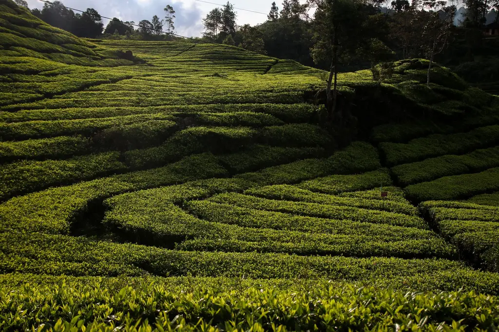 Expansive tea plantations in Ciwidey, Indonesia showcasing lush green terraces.