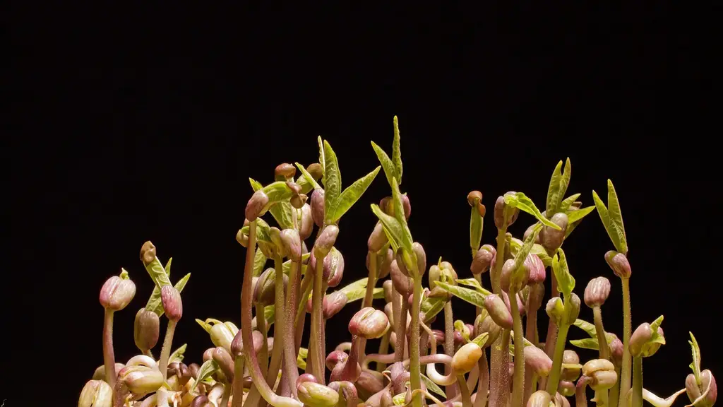 seedlings, germination, sprouts, mung beans, mung bean sprouts, sowing, seedlings, germination, germination, germination, germination, germination, sprouts, sowing, sowing, sowing