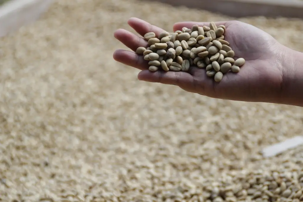coffee, indonesian coffee, coffee farm, indonesian, cafe, coffee shop, food, travel, arabica, java, organic, drink, kopi, luwak, civet, agriculture, bean, aroma, brown coffee, brown farm, brown shop, brown cafe, coffee farm, coffee farm, coffee farm, coffee farm, coffee farm, luwak, civet, civet