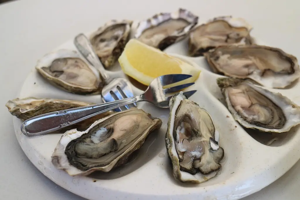 oysters, seafood, market, plate, dish, meal, oysters, oysters, oysters, oysters, oysters