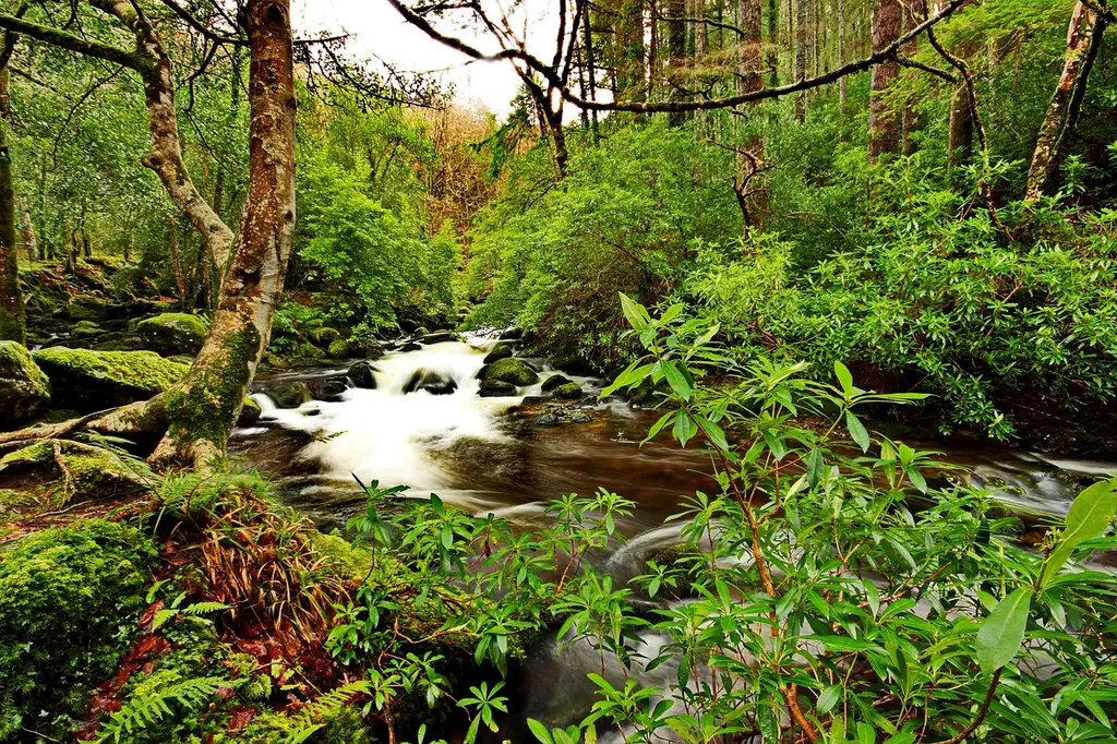 killarney, water, kerry, nature