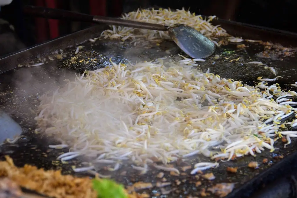 bean sprouts, vegetable, cooking, steel griddle, frying, pad thai, food, thai food, meal, dish, cuisine, closeup, bean sprouts, bean sprouts, bean sprouts, pad thai, pad thai, pad thai, pad thai, pad thai