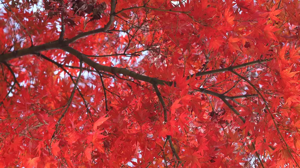 leaves, maple, tree, autumn, nature, momiji, japan, leaves, momiji, momiji, momiji, momiji, momiji, japan, japan, japan, japan, japan