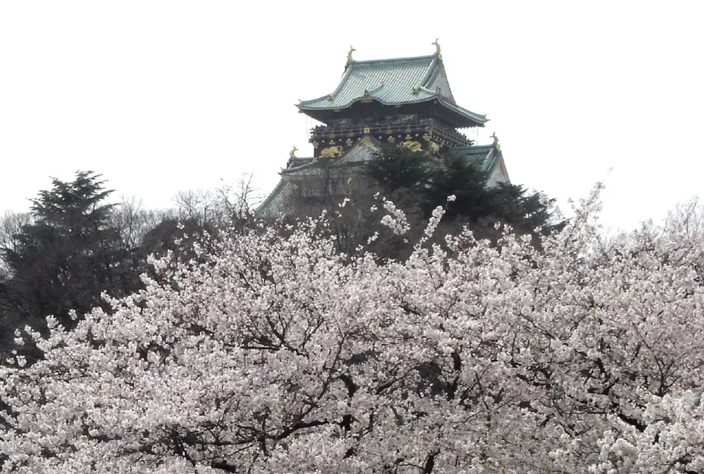 Osaka castle and cherry blossoms 2006