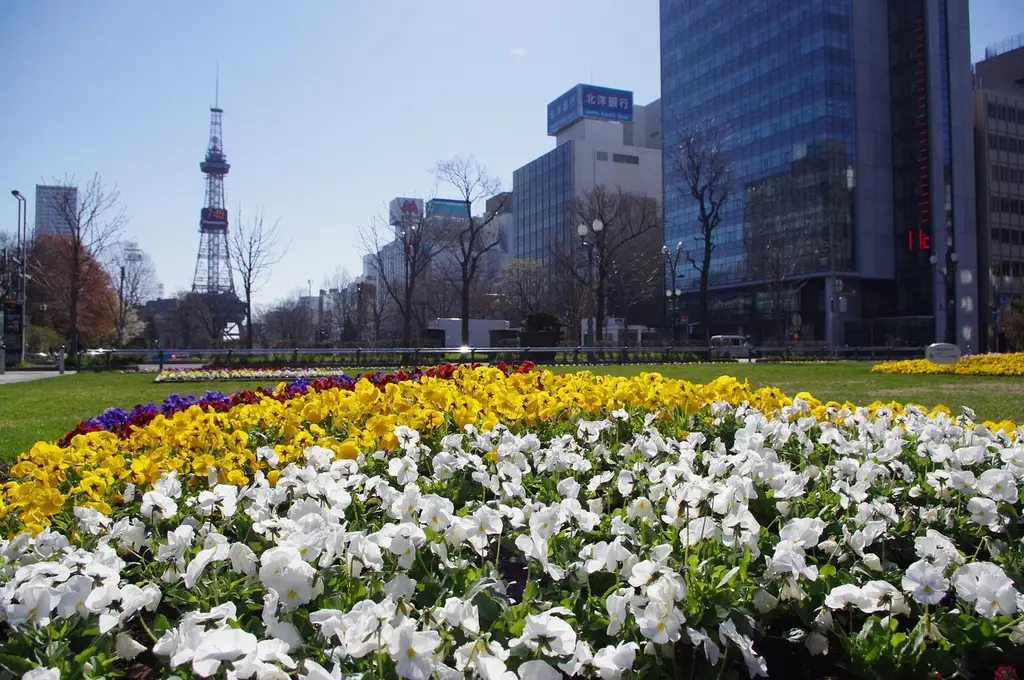 flowerbed, park, beautiful flowers, garden, pansies, flowers, spring, flower background, bloom, flower wallpaper, blossom, sapporo, odori, hokkaido, nature, japan, 大通公園
