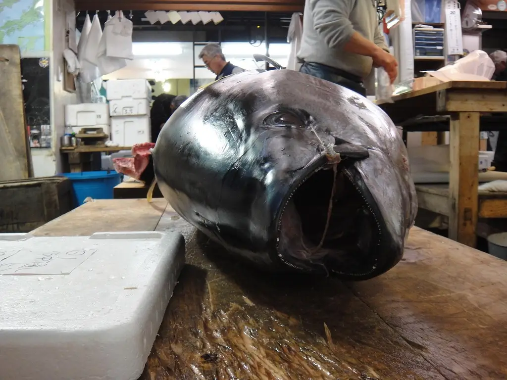 fish, nature, market, tokyo, tsukiji, japan, attraction, japanese