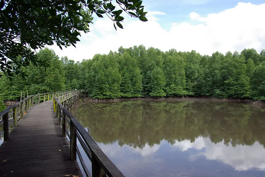 Kota Kinabalu Wetlands 4636