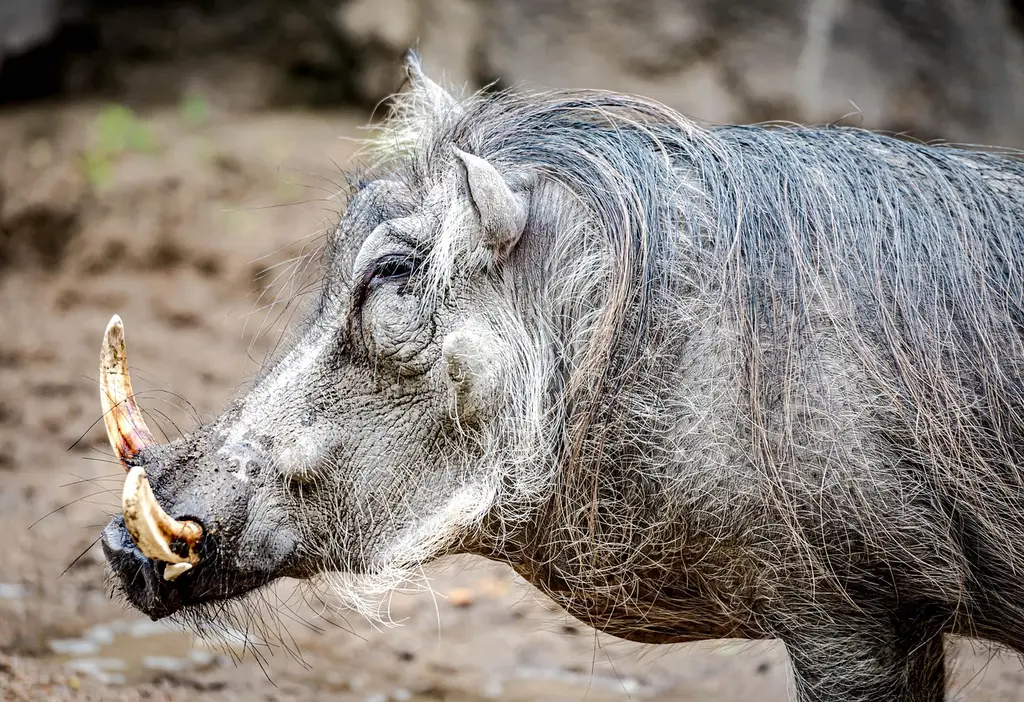 wild boar, zoo, wild, forest, nature, boar
