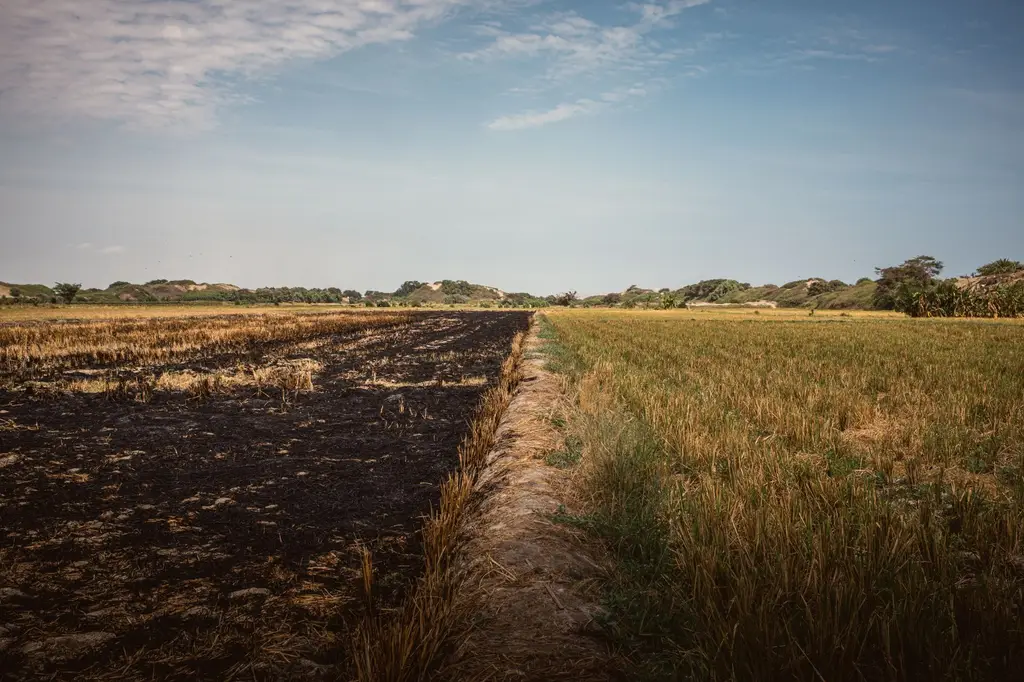 Aerial view of farmland split between burnt and green crops under a clear blue sky.