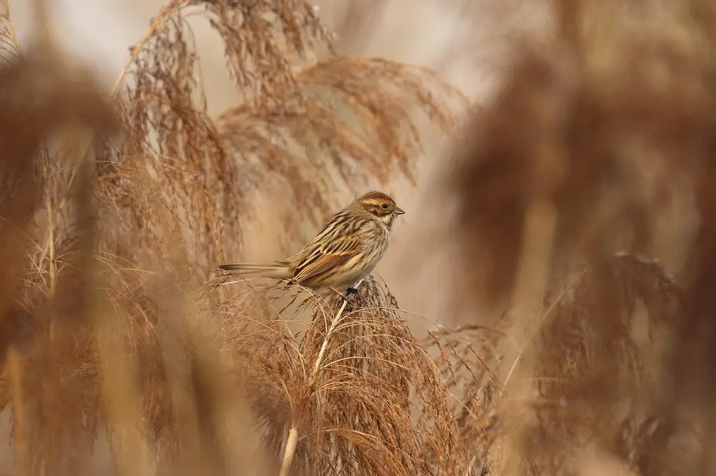 reed bunting, swamp, cane, bird, bird watching, animal, sitting, wild, nature, wild animals, approach, reed bunting, reed bunting, reed bunting, swamp, swamp, swamp, swamp, swamp, cane, cane, bird, bird, bird, bird watching, animal, animal, wild, wild, wild, nature, nature, nature, wild animals, wild animals, wild animals, wild animals