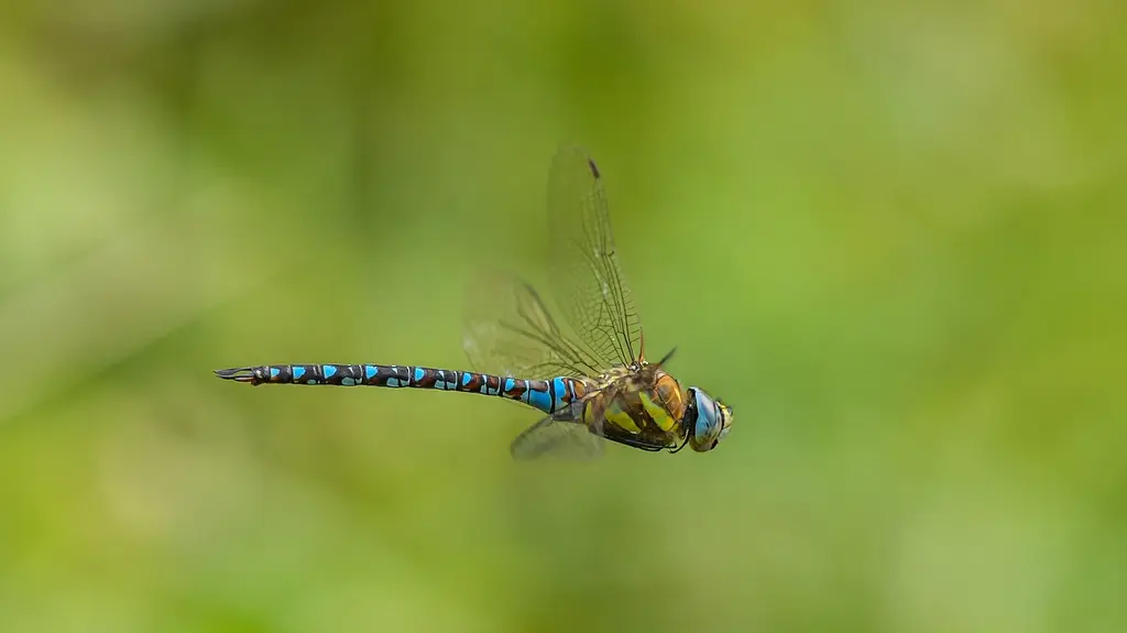 migrant hawker, dragonfly, aeshna mixta, damselfly, nature, insect, wildlife, macro, animal, odonata, entomology, migrant hawker dragonfly