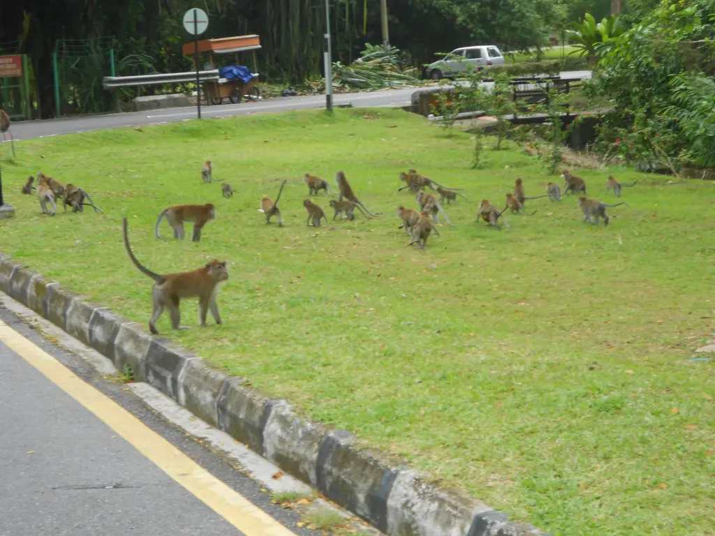 Monkeys- Penang Botanical Gardens - panoramio