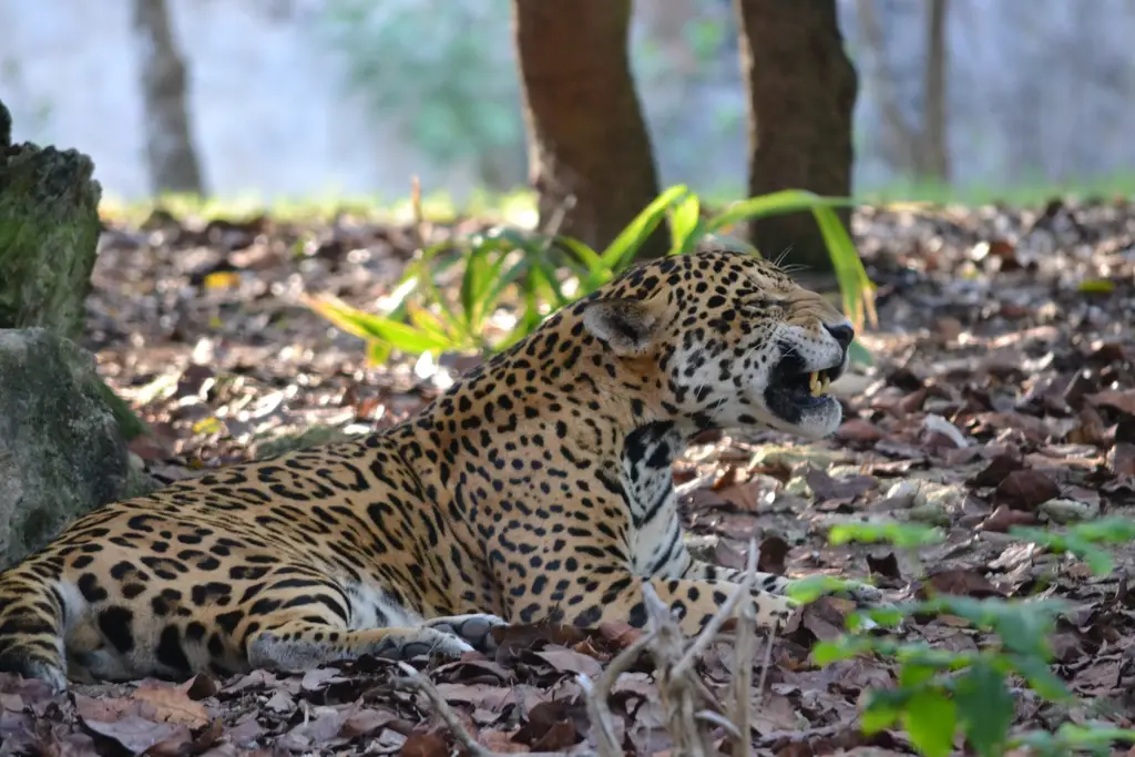 Jaguarixcaret