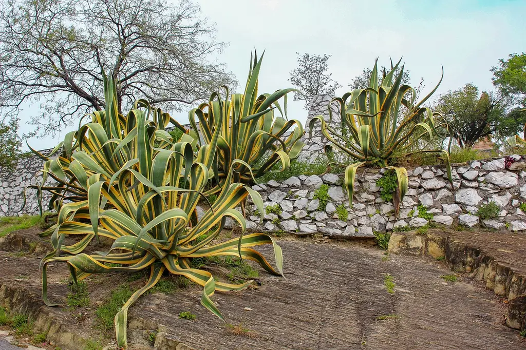 cactus, tequila, agave, cacti, garden, exotic, mexican, mexico, botany, nature, tequila, tequila, agave, agave, agave, agave, agave
