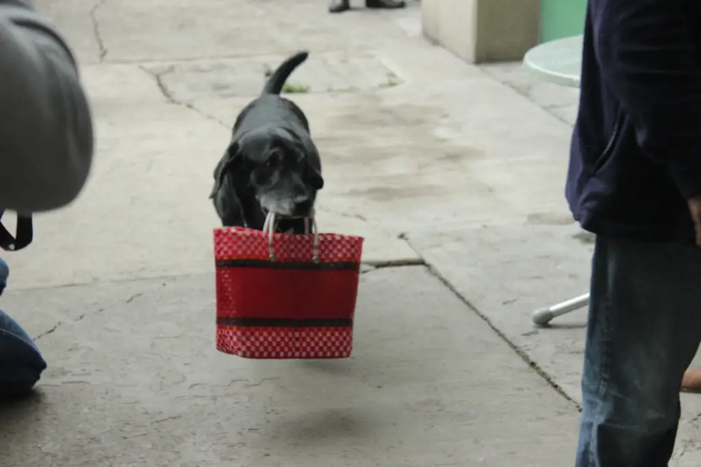 Perrita fuera del Edificio Condesa