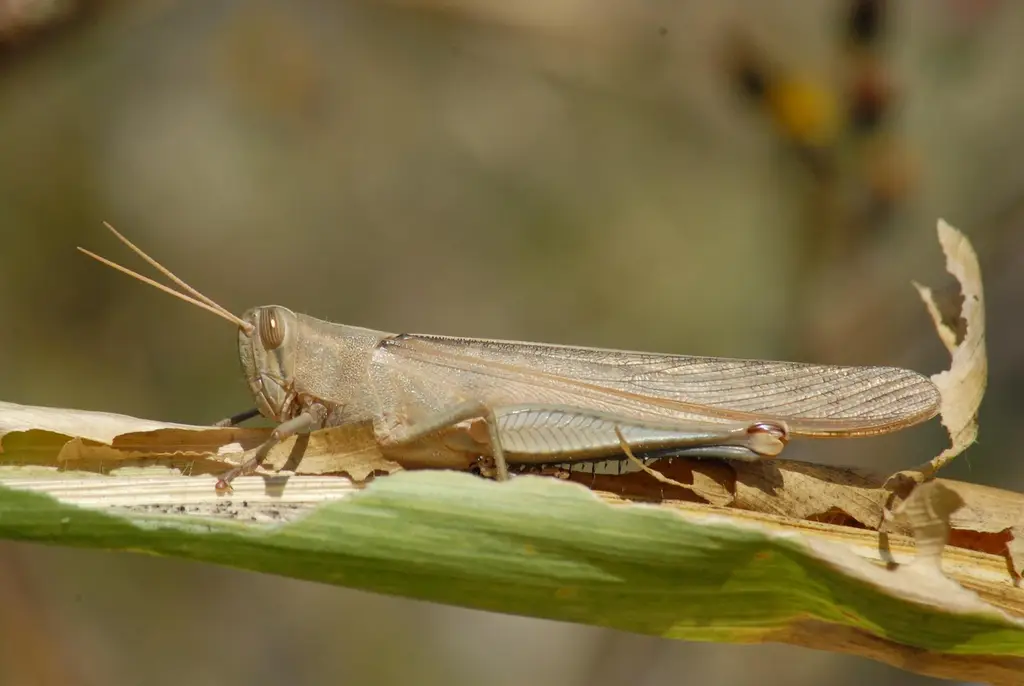 grasshopper, chapulines, nature