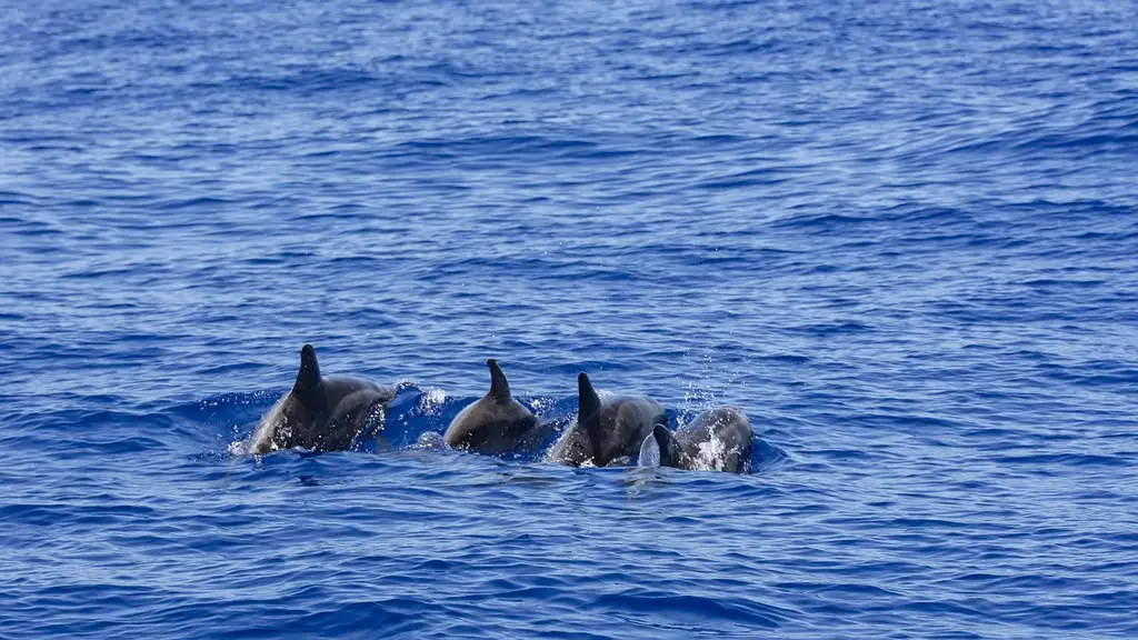 dolphins, atlantic, la palma, boat trip, whale watching, dorsal fin, mammal, marine mammals, wildlife, nature, water, la palma, whale watching, whale watching, whale watching, whale watching, whale watching