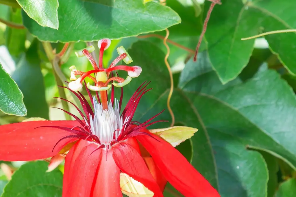 botanic garden, puerto vallarta, nature, flower background, flower wallpaper, beautiful flowers, flower