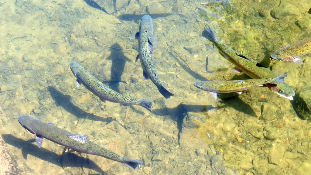trout, fish, fishing, nature, rainbow trout, tackle, freshwater, river, fisherman, oregon