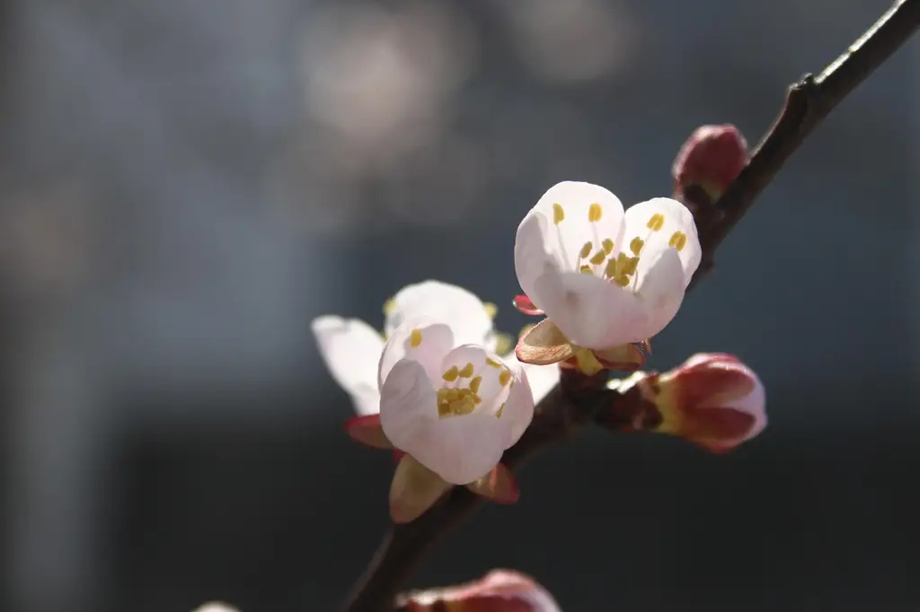 apricot blossoms, flower wallpaper, beautiful flowers, apricot flowers, pink flowers, flowers, spring, flower background, nature, landscape, flora