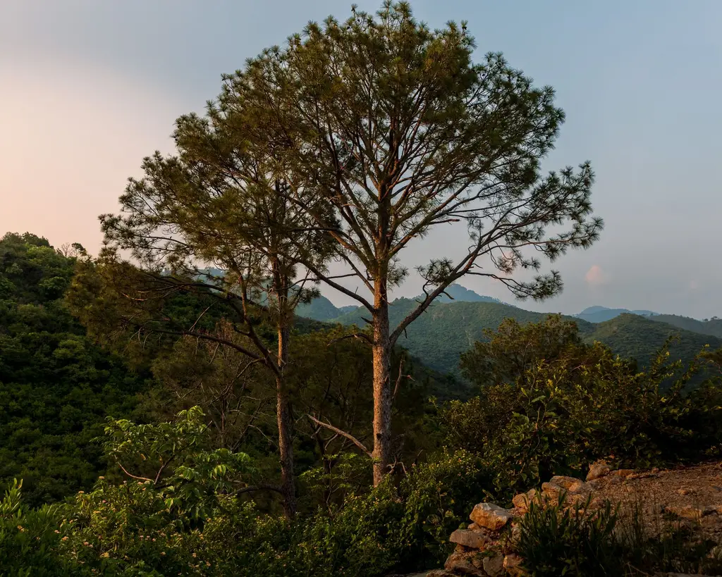 A serene sunset view of a lone tree in the Margalla Hills, Islamabad, Pakistan.