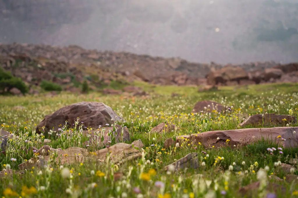 Scenic view of a mountain meadow filled with wildflowers and rocks at the foot of a rugged terrain.