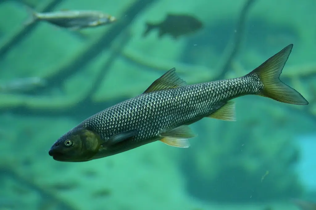 brown trout, trout, fish, pond, nature, lake, trout, trout, trout, trout, trout