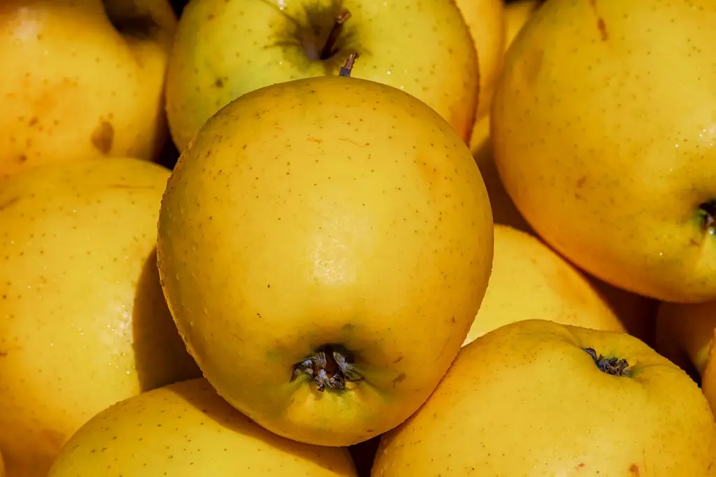 apples, golden delicious, fruit, vitamins, tasty, fresh, cute, food, vitaminhaltig, juicy, market stall, golden delicious, golden delicious, golden delicious, golden delicious, golden delicious