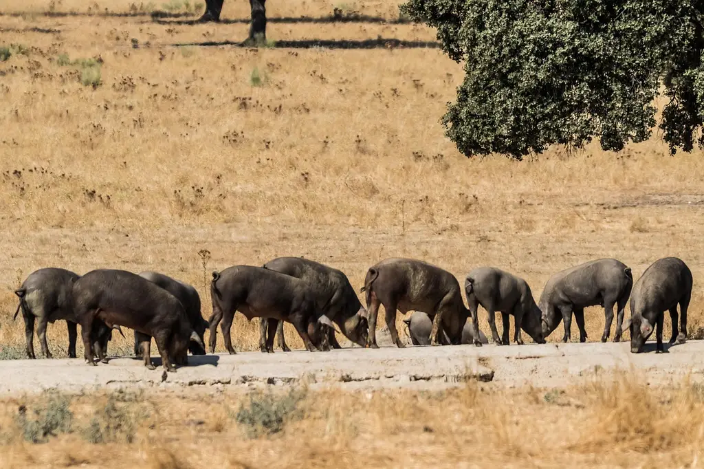 spain, extremadura, encina trees, iberian pig, iberian jam, cerdo iberico, jamón iberico, pata negra, extremadura, extremadura, extremadura, extremadura, iberian pig, iberian pig, iberian pig, iberian pig, iberian pig