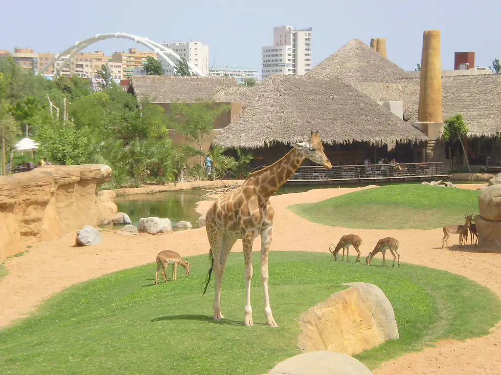 Bioparc - Jirafa de fondo Valencia
