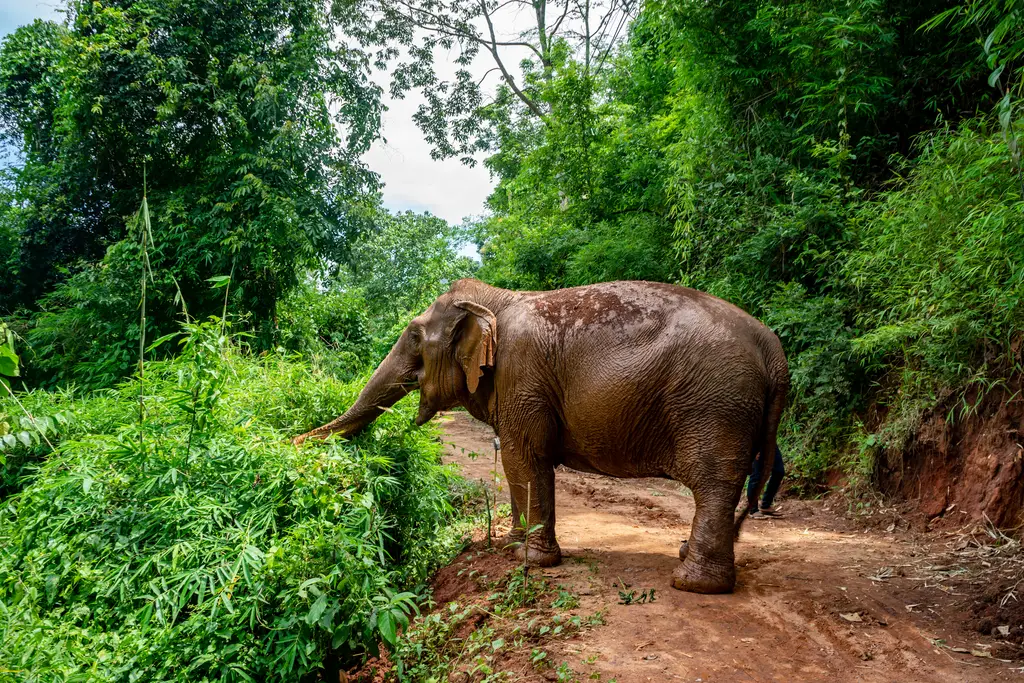 Elephant - Chiang-Mai, Thailand (49418887446)