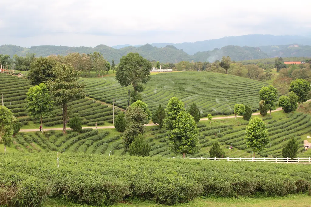 Choui Fong tea plantation