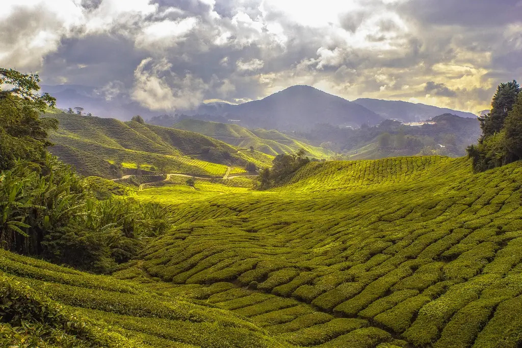 agriculture, tea plantation, cropland, plantation, countryside, crops, cultivated, fields, growth, harvest, highlands, hills, landscape, outdoors, rural, scenic, valley, vegetation, agriculture, tea plantation, tea plantation, tea plantation, tea plantation, plantation, plantation, crops, crops, crops, growth, valley, valley, valley, valley, valley